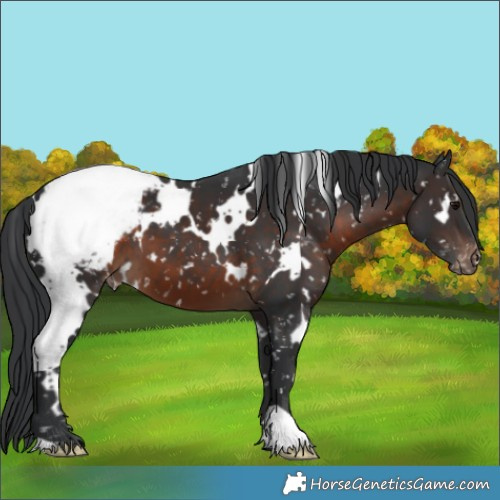 Horse Color:White Spotted Brown Appaloosa