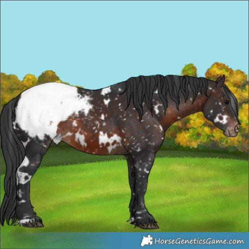 Horse Color:White Spotted Brown Appaloosa