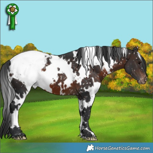 Horse Color:White Spotted Brown Appaloosa 