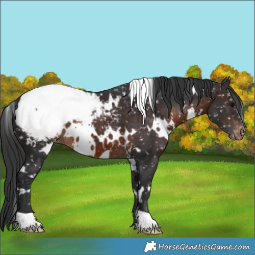 Horse Color:White Spotted Brown Appaloosa