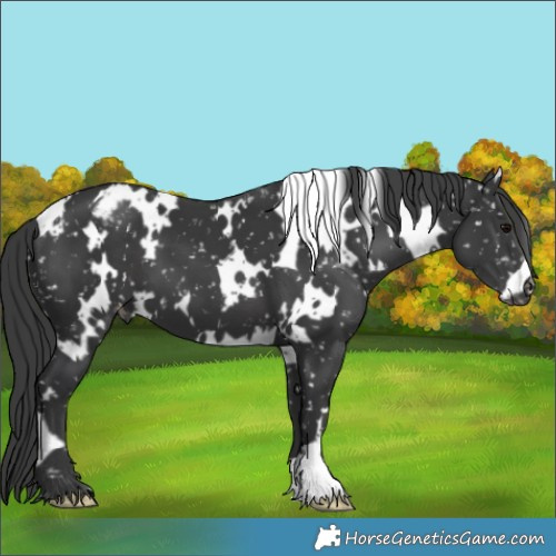 Horse Color:White Spotted Black Appaloosa