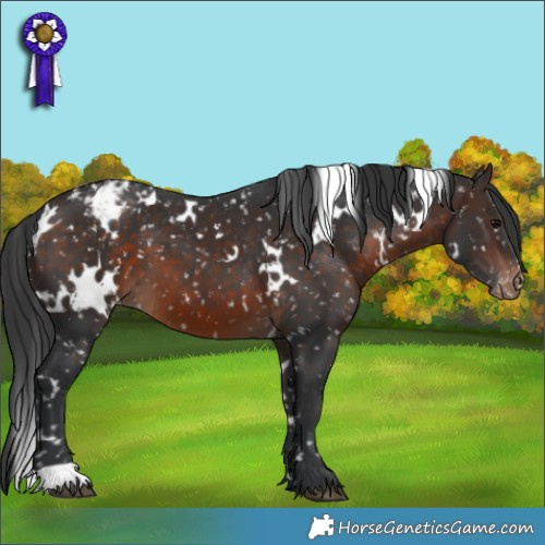 Horse Color:White Spotted Brown Appaloosa 
