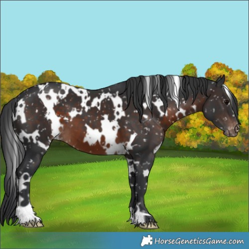 Horse Color:White Spotted Brown Appaloosa 
