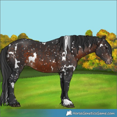Horse Color:White Spotted Brown Appaloosa 