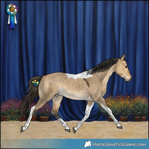 Horse Color:Buckskin Dun Tobiano Rabicano