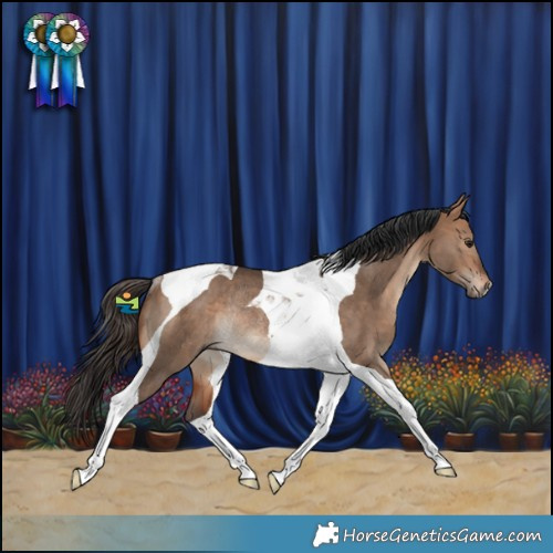Horse Color:Bay Dun Tobiano Rabicano