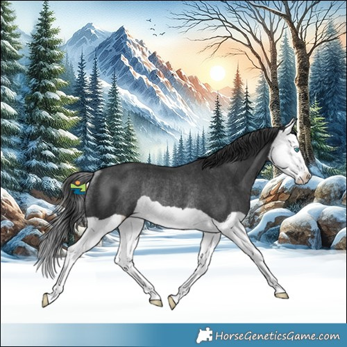 Horse Color:Black Splash Rabicano