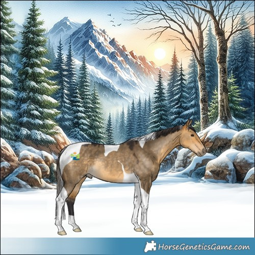 Horse Color:Buckskin Dun Tobiano Rabicano