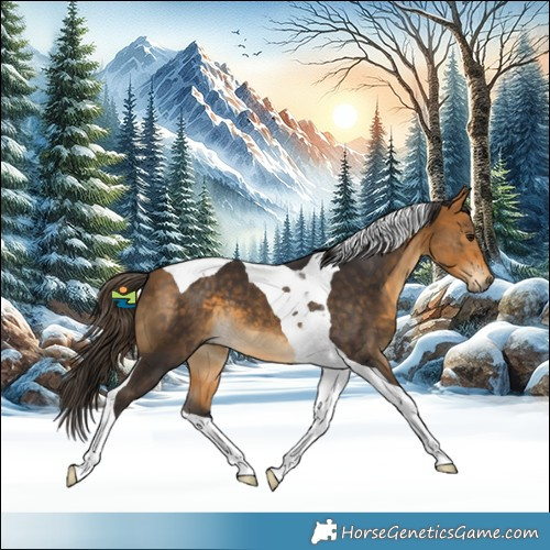 Horse Color:Buckskin Tobiano