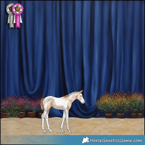 Horse Color:Buckskin Pearl Splash Tobiano