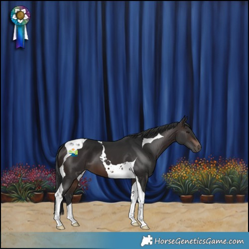 Horse Color:Brown Tobiano