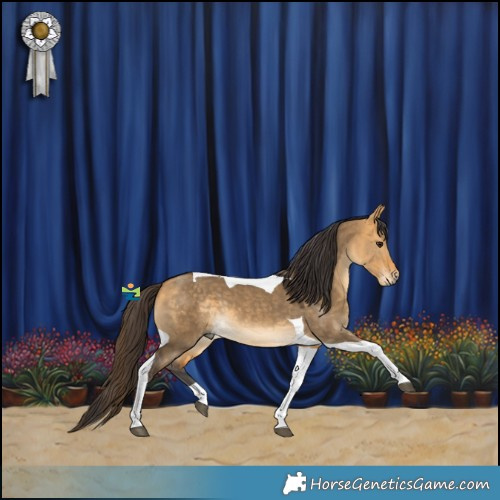 Horse Color:Buckskin Dun Tobiano 