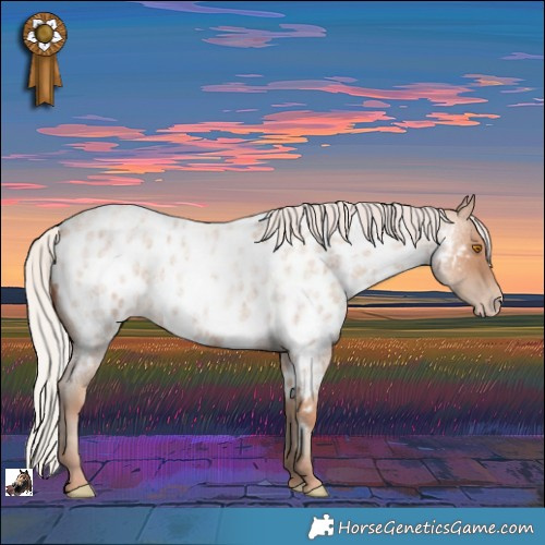 Horse Color:Silver Classic Champagne Roan Appaloosa