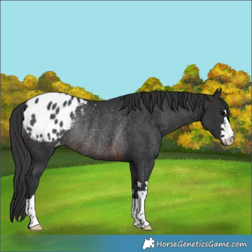 Horse Color:Brown Varnish Rabicano 