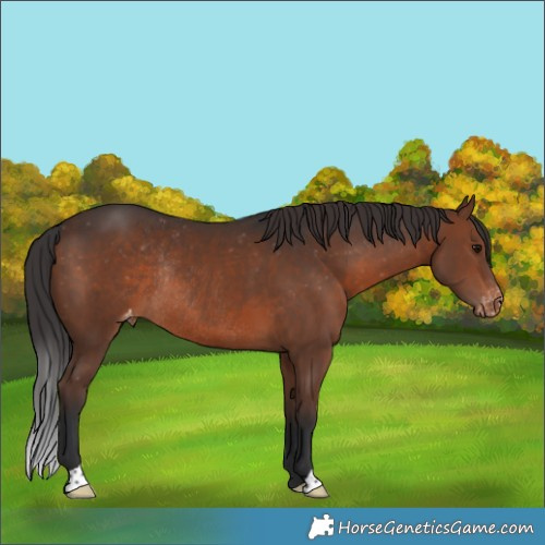 Horse Color:Brown Varnish Rabicano 