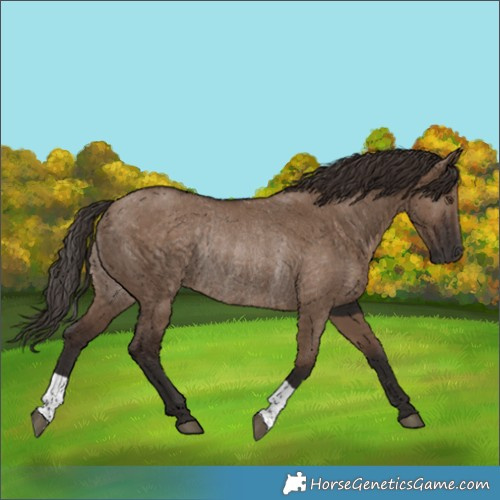 Horse Color:Liver Red Dun Rabicano 