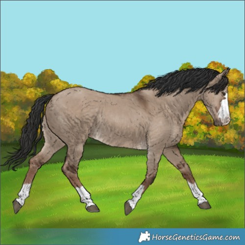 Horse Color:Liver Red Dun Rabicano 