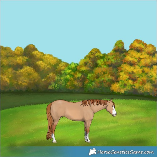 Horse Color:Red Dun
