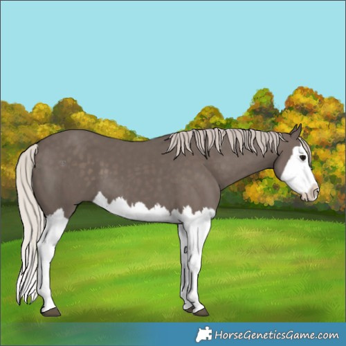 Horse Color:Silver Black Splash 