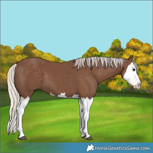 Horse Color:Silver Black Splash 