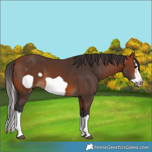 Horse Color:Bay Splash Frame 