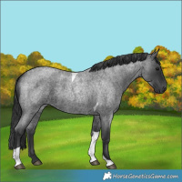 Horse Color:Blue Roan Tobiano 
