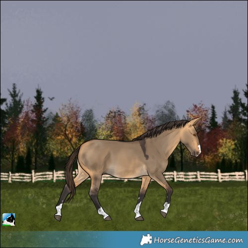 Horse Color:Buckskin Dun 