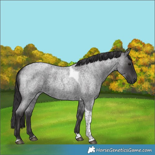 Horse Color:Smoky Blue Roan Tobiano Rabicano 
