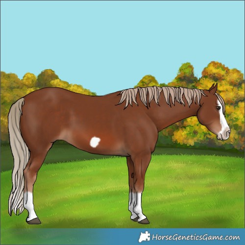 Horse Color:Chestnut Splash Frame 