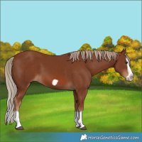 Horse Color:Chestnut Splash Frame
