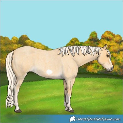Horse Color:Palomino Roan Frame