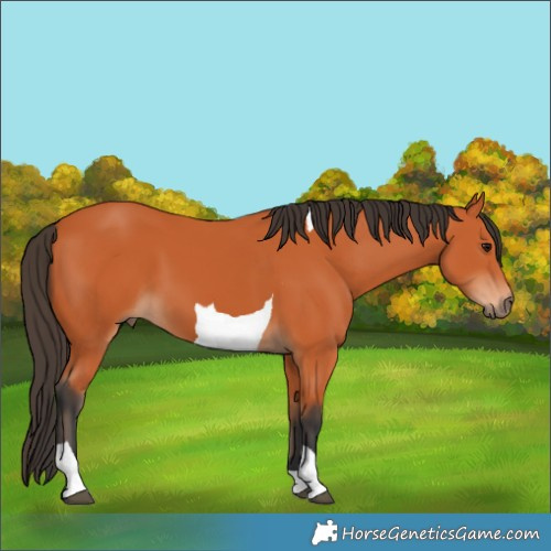 Horse Color:Bay Tobiano