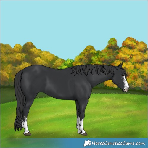 Horse Color:Black and Black