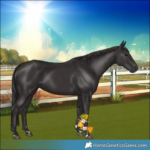 Horse Color:Smoky Black 