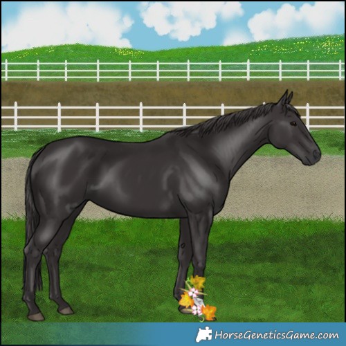 Horse Color:Smoky Black