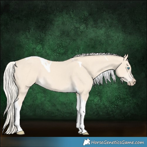 Horse Color:Cremello Tobiano 