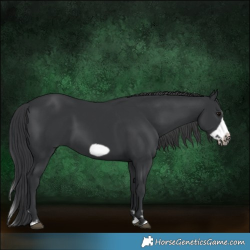 Horse Color:Black Splash Frame