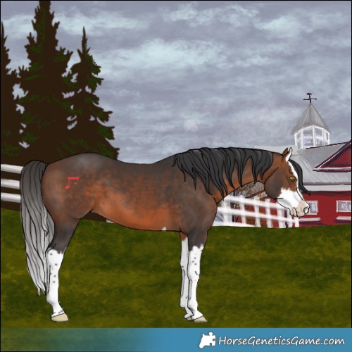 Horse Color:Brown Splash 