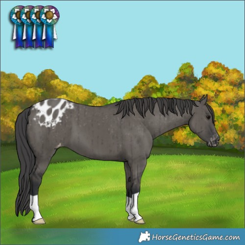 Horse Color:Grullo Appaloosa Brindle