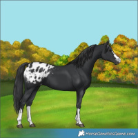 Horse Color:Black Blanket