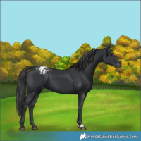 Horse Color:Black Varnish