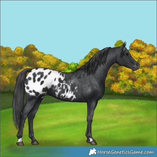 Horse Color:Black Blanket 