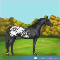 Horse Color:Black Blanket