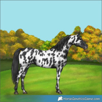 Horse Color:Black Appaloosa