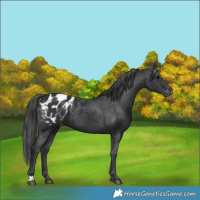 Horse Color:Black Blanket