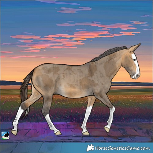 Horse Color:Buckskin Dun Merle Splash Brindle