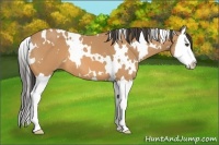 Horse Color:White Spotted Buckskin Sabino Splash 