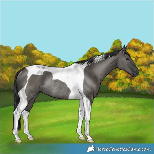 Horse Color:Grullo Tobiano Rabicano