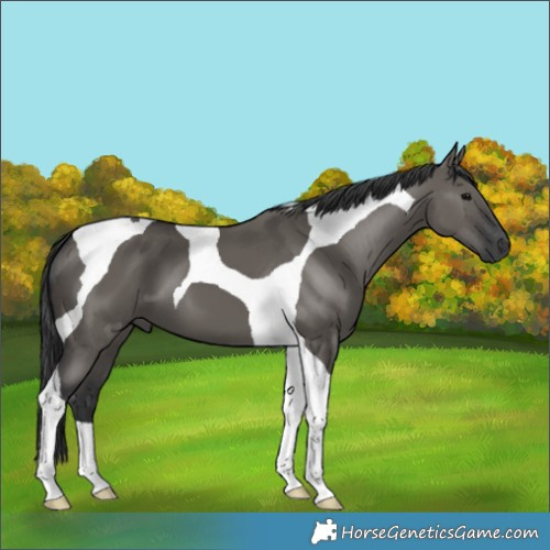 Horse Color:Grullo Tobiano 