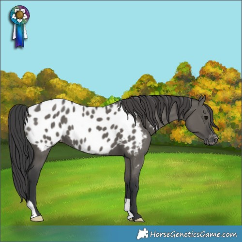 Horse Color:Grullo Appaloosa